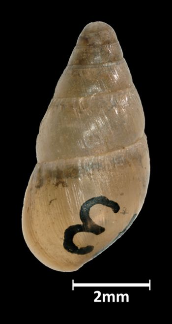 Media type: image;   Malacology 39830 Aspect: dorsal